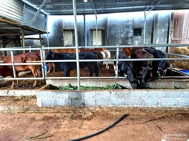 Chủ trang trại khóc ròng 